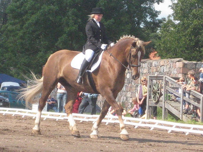 Pille-Riin Roosileht tori tõugu hobusel HETTI, hobuse omanik Maie Kukk, foto K.Sepp